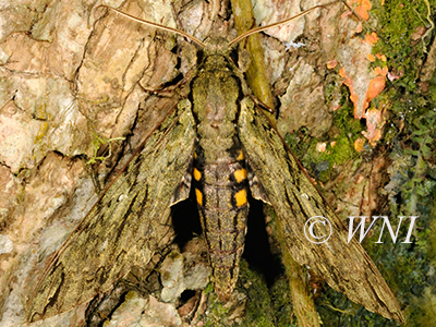 Lucifer Sphinx (Amphonyx lucifer)